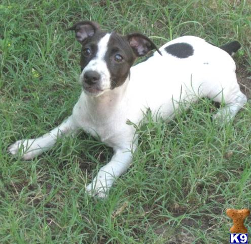 Rat Terrier Puppies